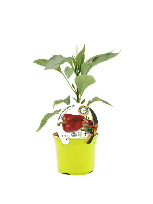 Jalapeño pimiento en una maceta de cultivo ecológico, planta de pimienta picante con etiqueta que destaca su origen y calidad. Perfecto para jardineros que buscan cultivo ecológico y saludable.