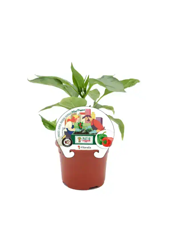 Mini pimiento verde en maceta ecológica para cultivo, fácil de cuidar y apto para espacios pequeños, ideal para huertos urbanos y jardinería en casa.