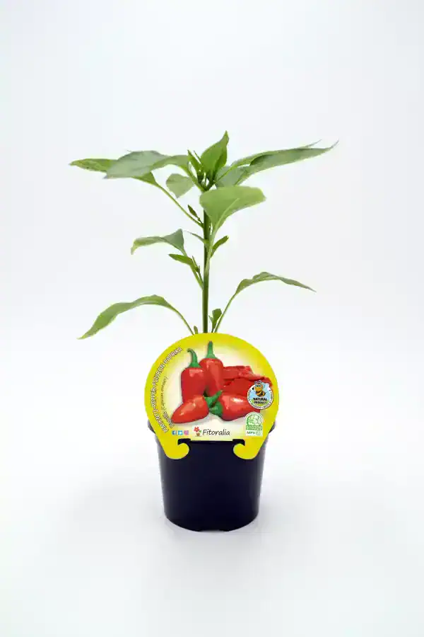 Joven planta de pimientos en maceta con etiqueta de semillas de huerto ecológico.