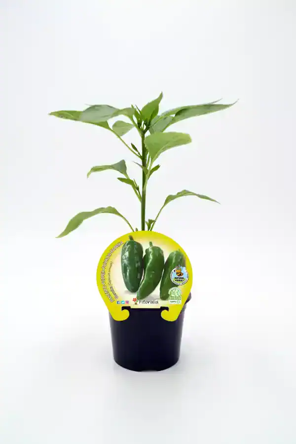 Plántula de pimiento verde ecológico en maceta, cultivo orgánico y sostenible, ideal para huertos urbanos y jardinería ecológica, promoción de agricultura natural.
