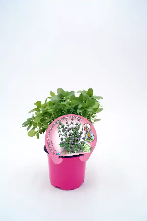 Hierba aromática en maceta rosa, ideal para huerto ecológico, aromática y medicinal, cultivo natural, planta orgánica, plantas aromáticas, jardinería ecológica, huerto sostenible.