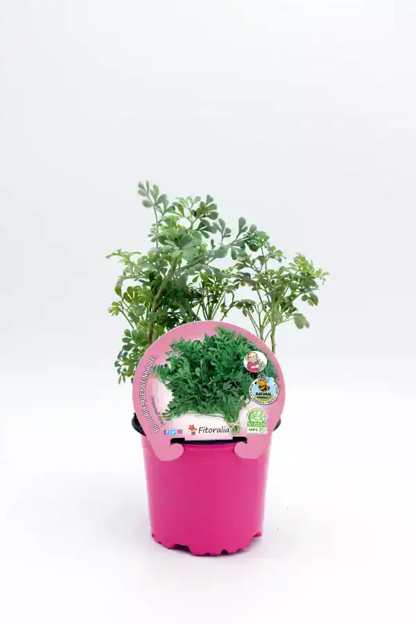 Hierba aromática en maceta orgánica para huerto ecológico, cultivo natural y saludable, ideal para jardín o huerto urbano, con certificación de producto ecológico.