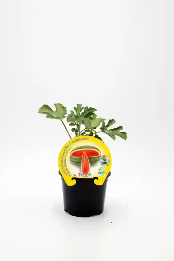 Melón de agua en maceta, cultivo ecológico, huerto urbano, semillas certificadas, agrícola saludable, huerto.bio, cultivo de fruta fresca, agricultura orgánica, plantación de melón.