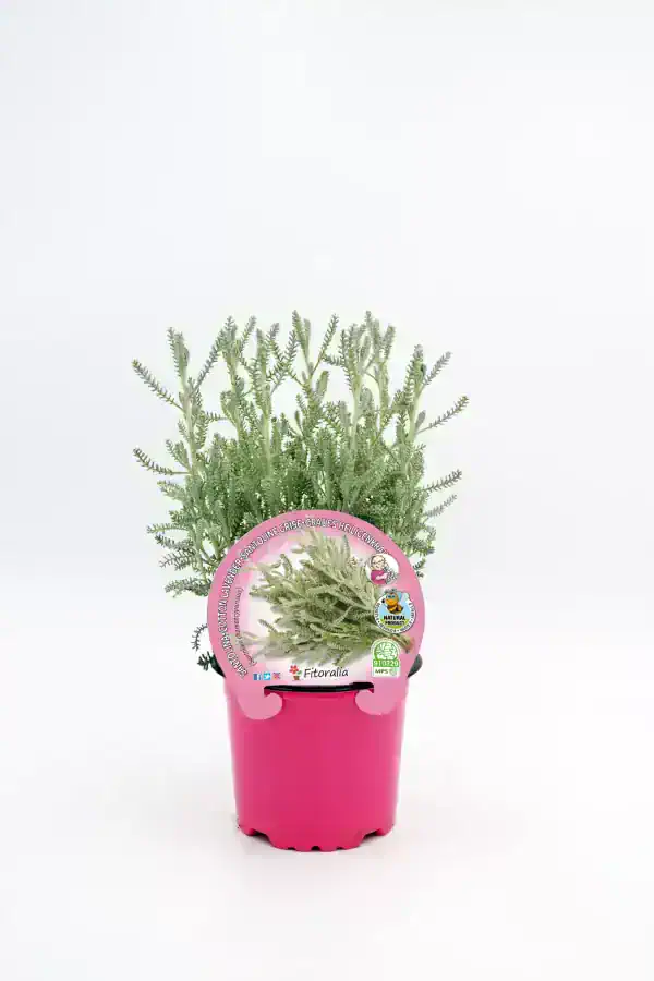 Lavanda en maceta rosa ecológica, producto orgánico certificado para jardines y huertos urbanos.