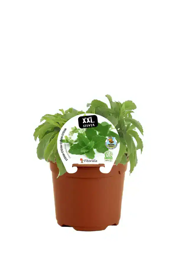 Jardín de hierbas aromáticas con planta de Stevia XXL en maceta de barro, ideal para cultivar en casa, ecológica y natural, perfecta para endulzar recetas de forma saludable y sostenible.