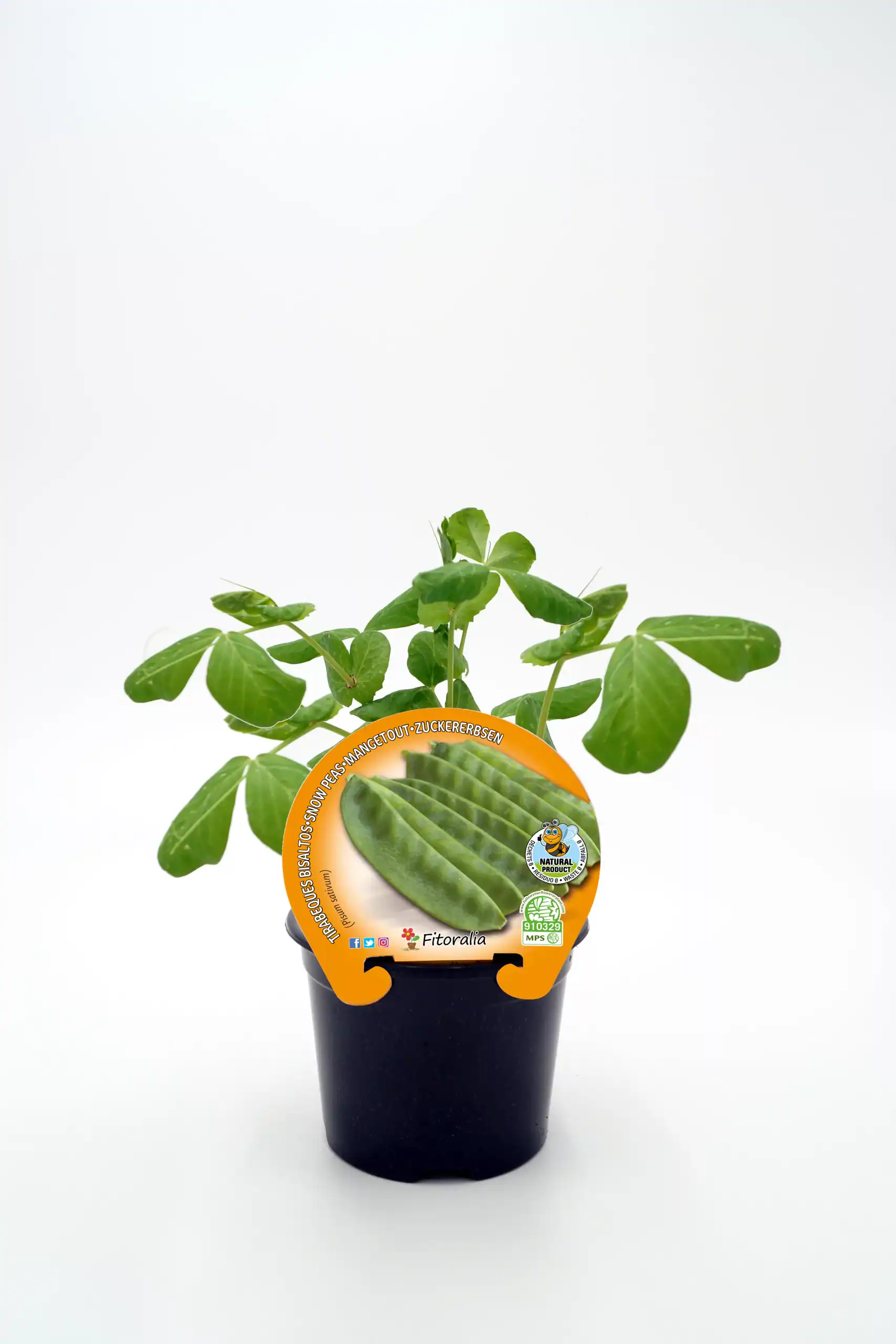 Pequeña planta de guisantes en maceta, cultivo ecológico y orgánico, ideal para huertos urbanos y caseros, con etiqueta de semillas certificadas de Huerto.Bio.