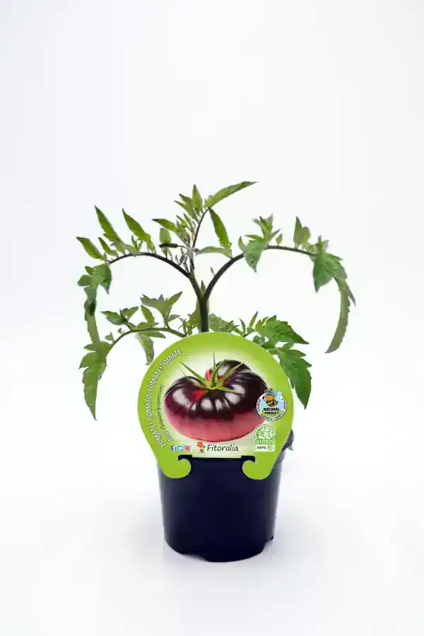 Tomatera en maceta, planta de tomate orgánico con etiqueta de semilla Fitoralía, agricultura ecológica, cultivo natural, huerto bio, semillas ecológicas, agricultura sostenible, vegetal saludable.