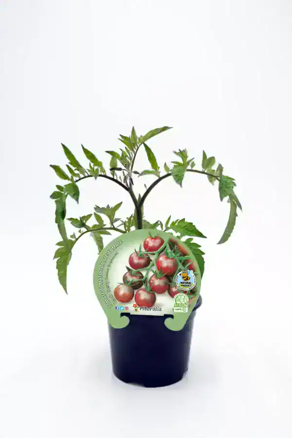 Tomatera en maceta, planta de tomate cherry ecológico para huerto urbano, cultivo natural y sostenible, huerto.bio.