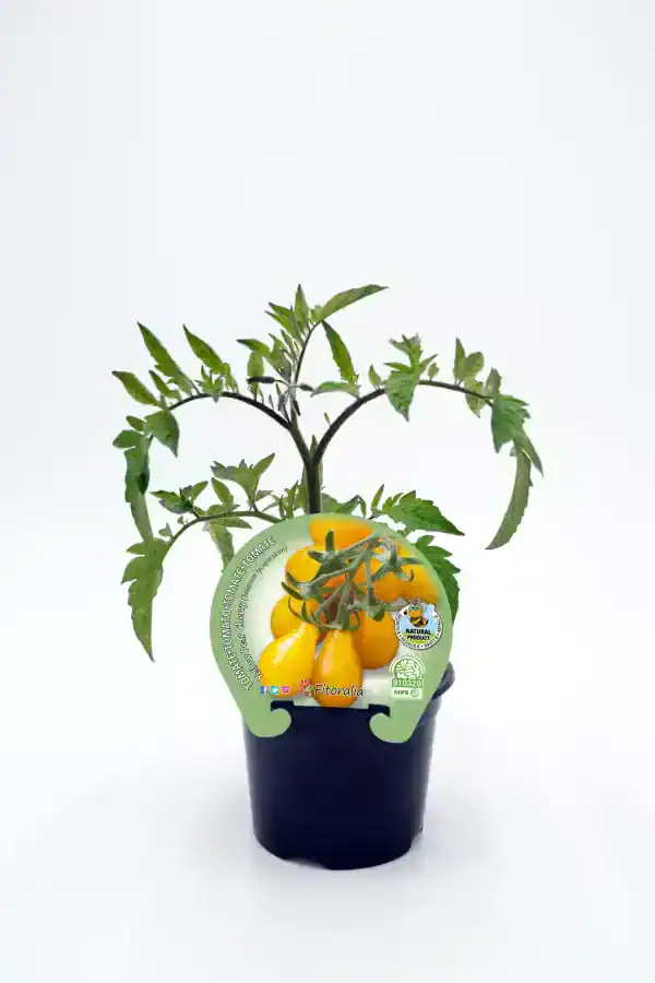 Tomate en maceta, variedad heirloom cherry, cultivo ecológico, huerto orgánico, agricultura sostenible, semillas de calidad.