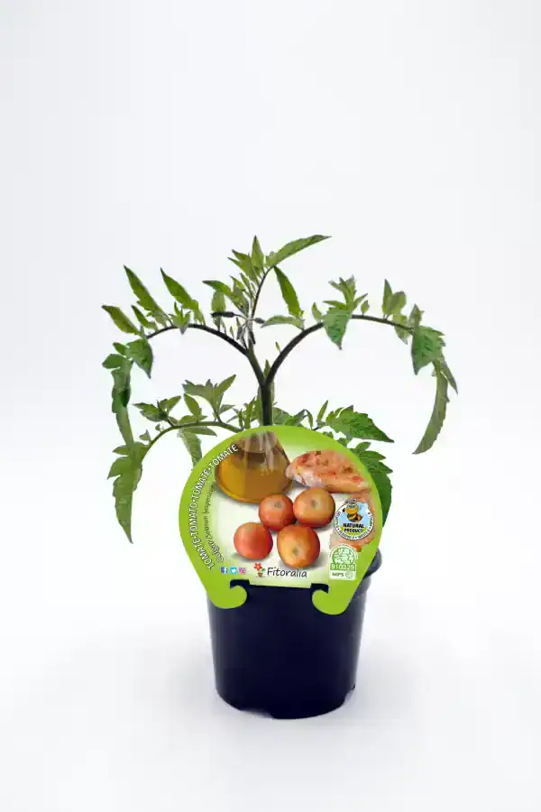 Tomatera en maceta, cultivo de tomate ecológico y saludable, con etiqueta de producto natural y sostenible desde Huerto.Bio.