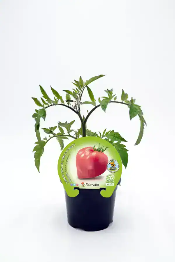 Tomate en maceta, planta de cultivo orgánico de tomate en interior, con etiqueta de semilla ecológica y certificación de cultivo natural, ideal para huertos caseros y agricultura sostenible.