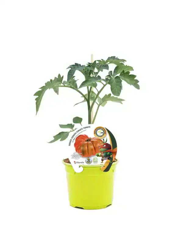 Tomate en maceta con etiqueta promocional, cultivo ecológico y saludable, ideal para huertos urbanos y jardinería orgánica, con concepto de agricultura sostenible y agricultura ecológica.