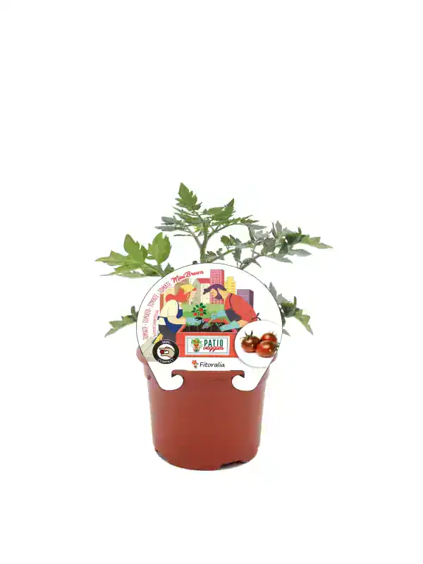Tomatera mini brown en maceta con etiquetas de ilustración de cultivo en urbanización, tomates frescos y logotipo de huerto.bio, cultivo orgánico y urbano.