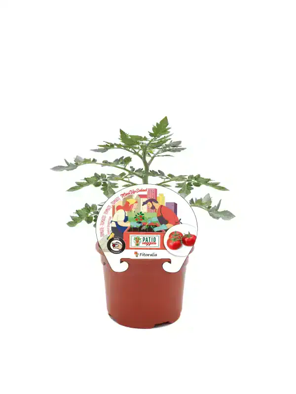 Tomatera en maceta de cultivo compacto para huerto urbano, ideal para cultivar tomates en casa, con etiqueta de semillas Patio Veggies y diseño ilustrado de dos personas cultivando verduras.