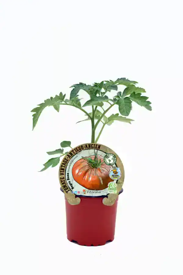 Tomate heirloom de variedad antigua en maceta, cultivo ecológico y sostenible, ideal para huertos urbanos y jardinería natural.