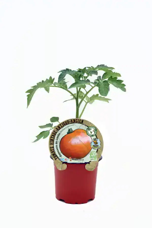 Tomate antiguo en maceta, planta cultivada en huerto ecológico, semillas orgánicas, agricultura sostenible, producto natural, cultivo tradicional, huerto.bio.