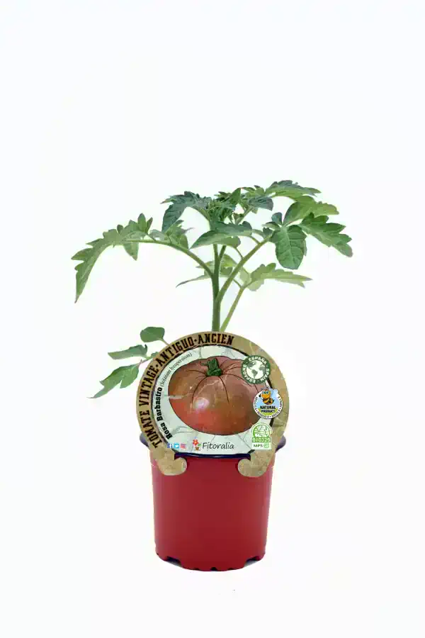 Tomatera antigua variedad heirloom en maceta, cultivo ecológico y orgánico, huerto urbano sostenible, planta de tomate saludable, semillas tradicionales para jardinería ecológica.