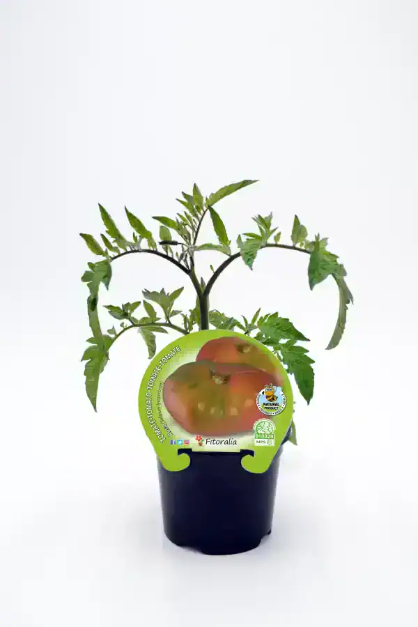 Tomatera ecológica en maceta, cultivo orgánico y natural, ideal para huerto urbano, 100% biológico, saludable, con etiqueta de producto natural y certificados de agricultura ecológica.