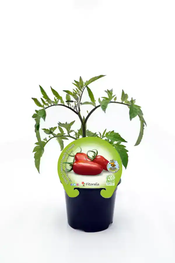 Tomate en maceta, cultivo de tomates ecológicos y orgánicos de alta calidad, ideal para huertos urbanos y caseros. Certificado eco, sin pesticidas ni químicos, promoviendo agricultura sostenible y saludable.