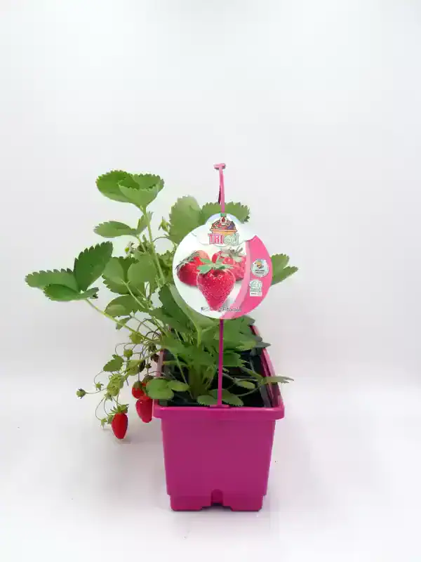 Fresas cultivadas en maceta rosa, ideal para huertos urbanos y agricultura ecológica, con semillas de alta calidad y cultivo orgánico para hogar y jardín.
