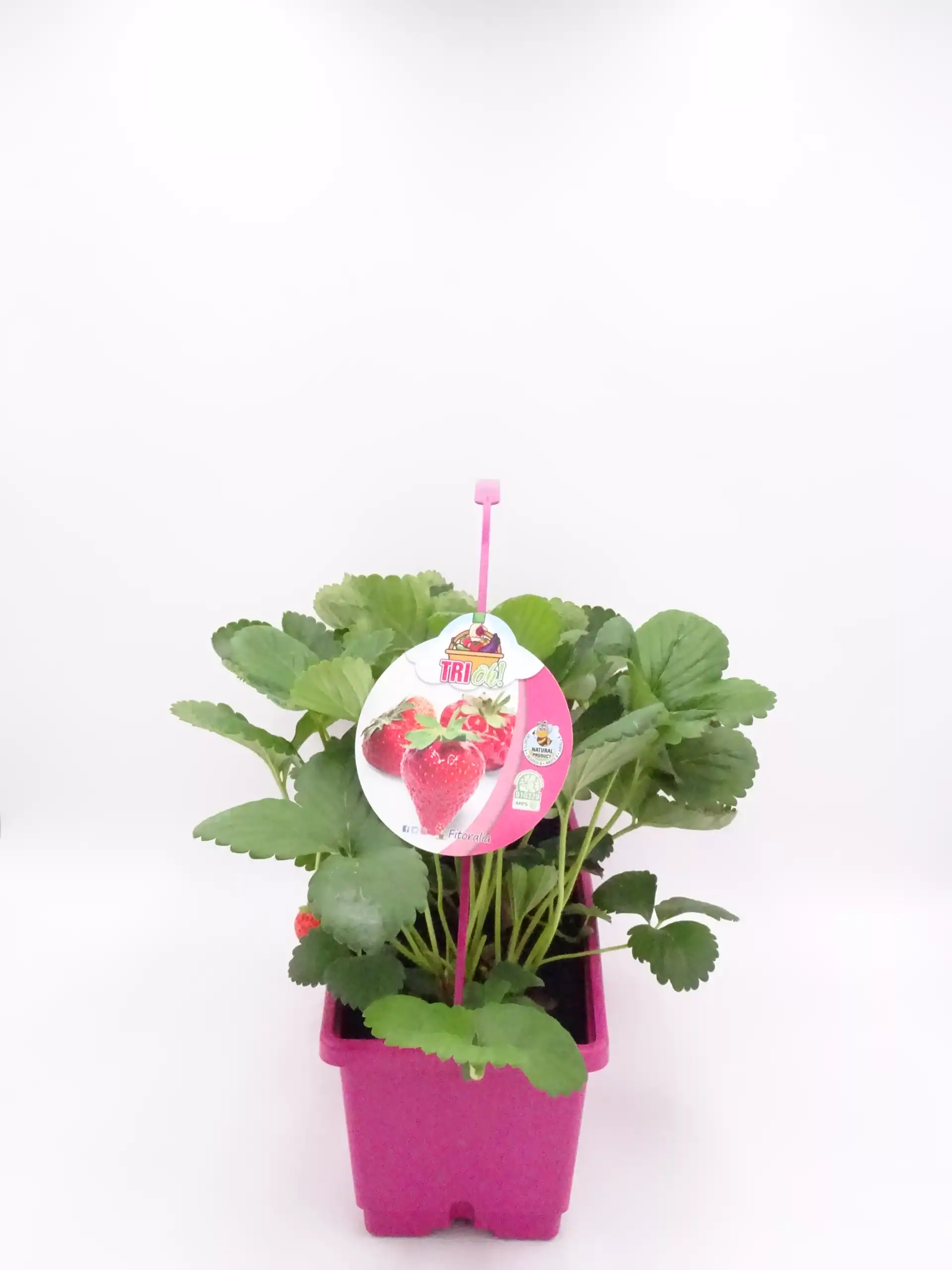 Fresa en maceta de color rosa, cultivada de forma ecológica en un vivero orgánico.