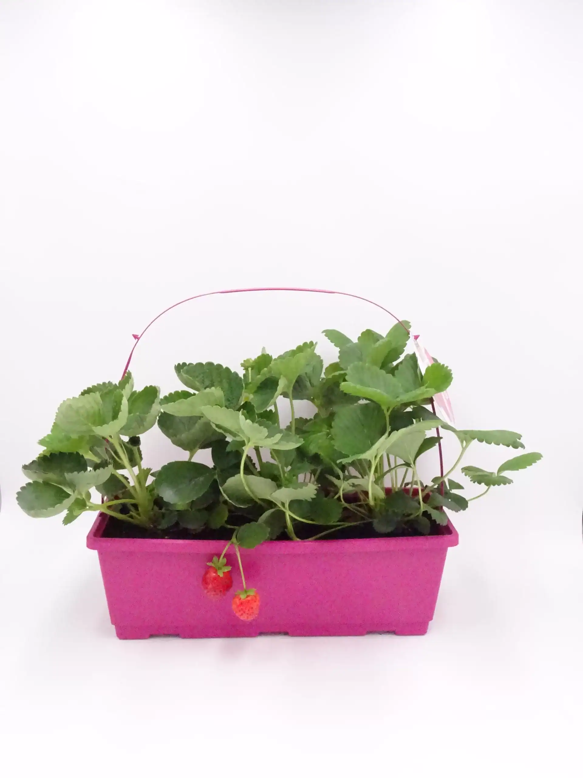 Frescos plantas de fresa cultivadas en macetero rosa, ideales para huerto ecológico y cultivo casero de fresas orgánicas. Perfectas para jardinería sostenible y alimentos naturales.