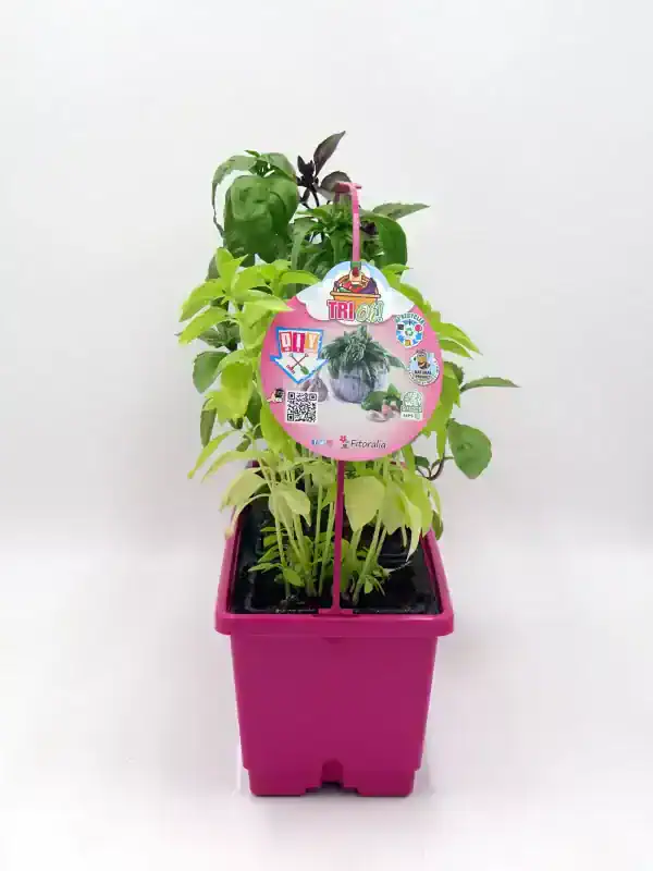 Hierba aromática en maceta de color rosa con etiquetas de plantas de tomate y albahaca. Ideal para cultivo en casa, ecológico y orgánico, promoviendo la agricultura sostenible y la jardinería urbana.