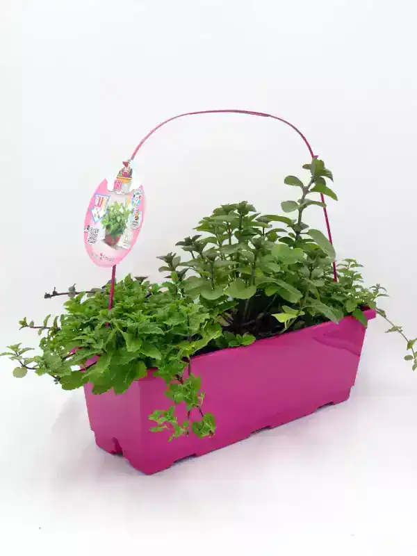 En jardinería ecológica, plantas aromáticas en maceta rosa, ideal para cultivo en casa y aromaterapia. Cultiva hierbas orgánicas en tu huerto urbano y disfruta de productos naturales y saludables.