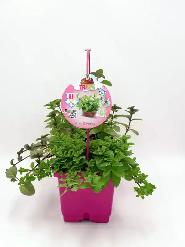 Hierba aromática en maceta rosa para cultivo propio, huerto urbano ecológico, ideal para cocina saludable y sostenibilidad, con etiqueta de información y código QR, fondo blanco.