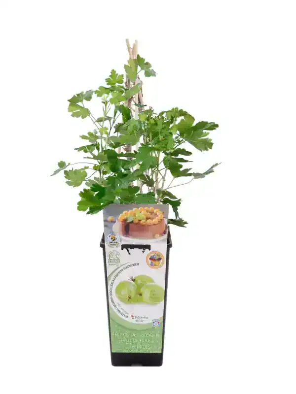Alechiga de grosella en maceta, con hojas verdes y soporte de cañas, cultivada en un entorno controlado para frutas orgánicas en huerto.bio.