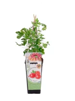 Hierba aromática cereza en maceta con soporte de madera para jardinería orgánica y cultivo de interior ecológico.