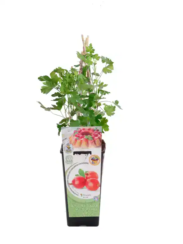 Hierba aromática cereza en maceta con soporte de madera para jardinería orgánica y cultivo de interior ecológico.