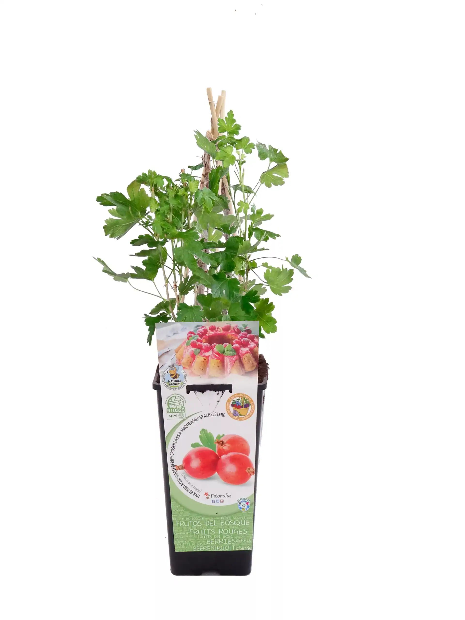 Hierba aromática cereza en maceta con soporte de madera para jardinería orgánica y cultivo de interior ecológico.