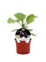 Planta de berenjena en maceta, cultivo ecológico de hortalizas bio, con hojas verdes saludables y fruto en desarrollo, ideal para huertos urbanos y jardines sostenibles.