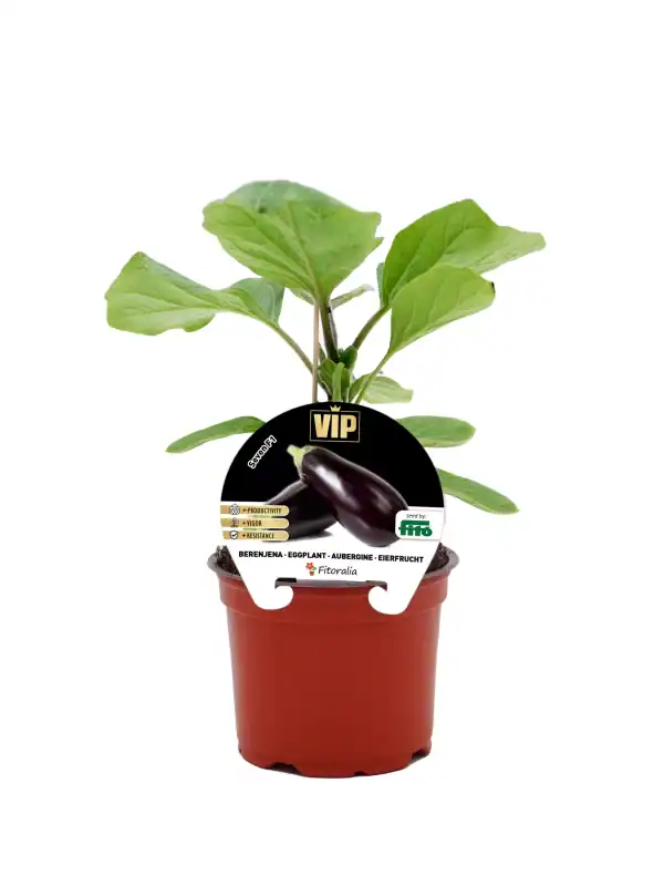 Planta de berenjena en maceta, cultivo ecológico de hortalizas bio, con hojas verdes saludables y fruto en desarrollo, ideal para huertos urbanos y jardines sostenibles.