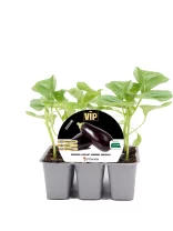 Jugando con berenjenas en macetas, cultivo ecológico y orgánico, plantas saludables y sostenibles, agricultura urbana, semillas de calidad para huertos caseros, huerto.bio.