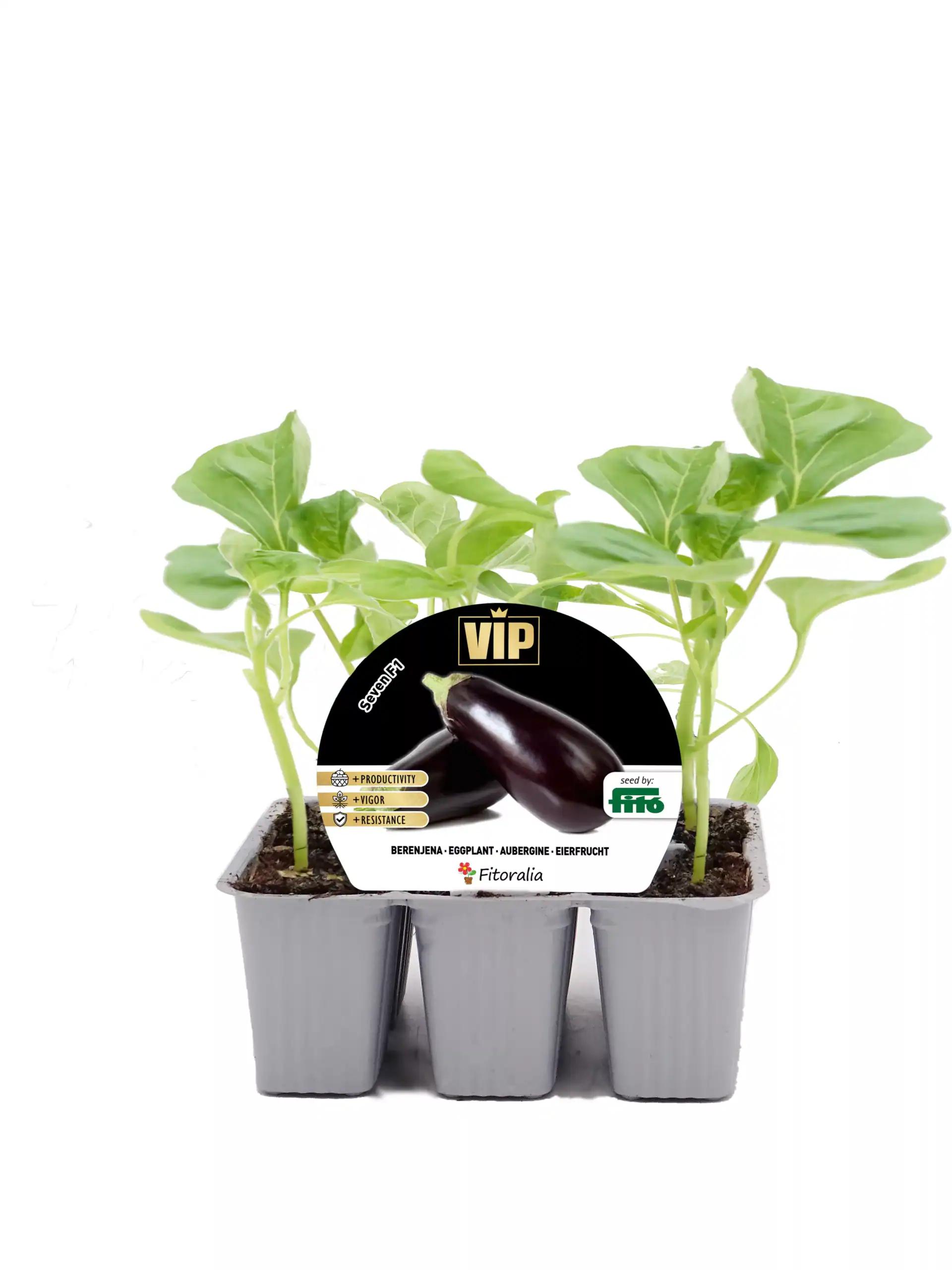 Jugando con berenjenas en macetas, cultivo ecológico y orgánico, plantas saludables y sostenibles, agricultura urbana, semillas de calidad para huertos caseros, huerto.bio.