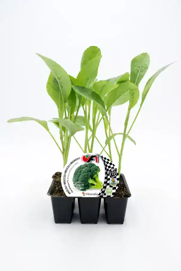 Joven planta de brócoli en maceta, cultivo ecológico y saludable, ideal para huertos urbanos y jardinería orgánica, promoviendo alimentación sostenible y biodiversidad.