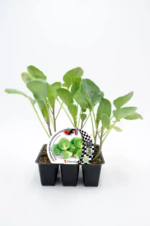 Jovencas plantas de brócoli en maceta con etiqueta de semillas ecológicas.