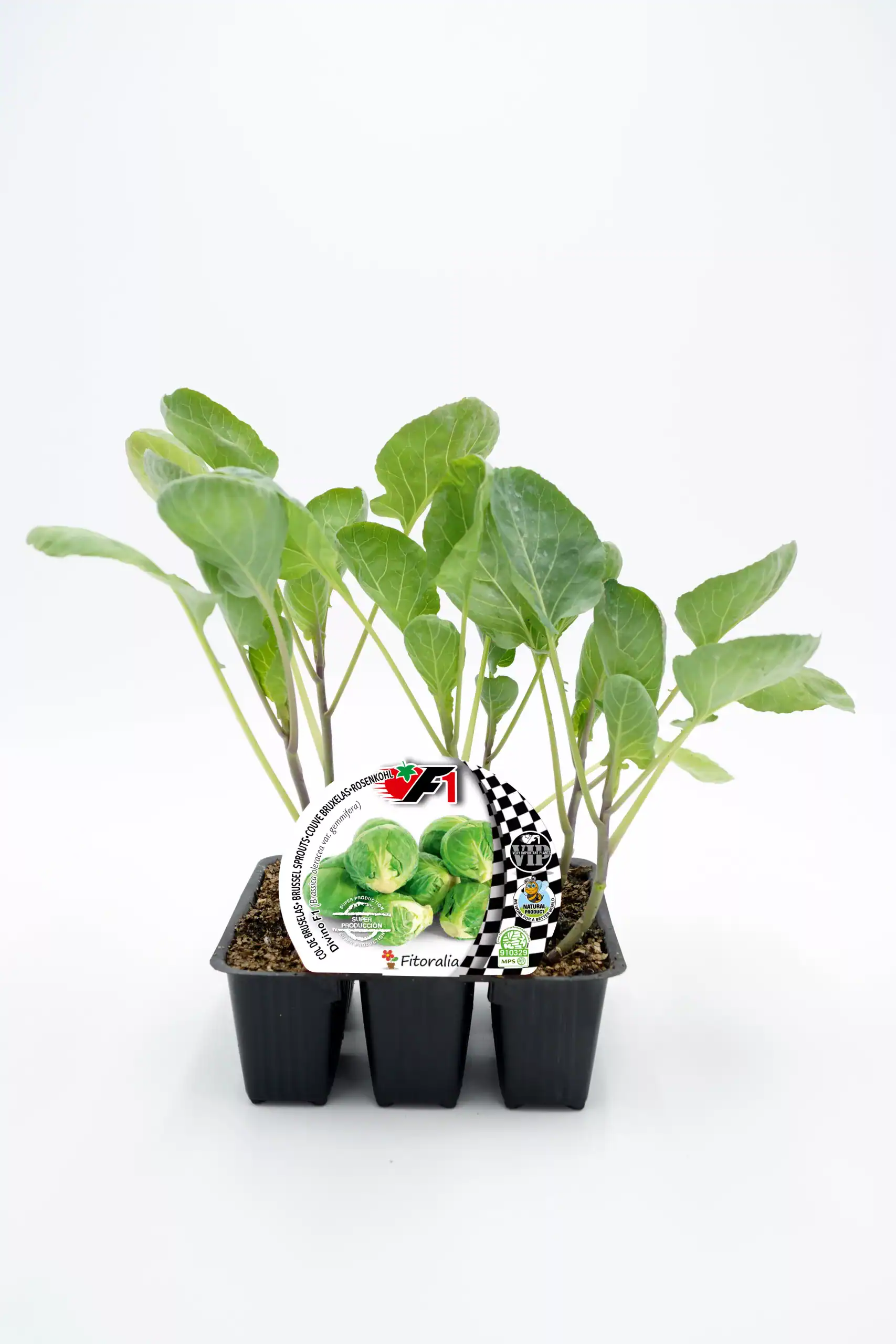 Jovencas plantas de brócoli en maceta con etiqueta de semillas ecológicas.