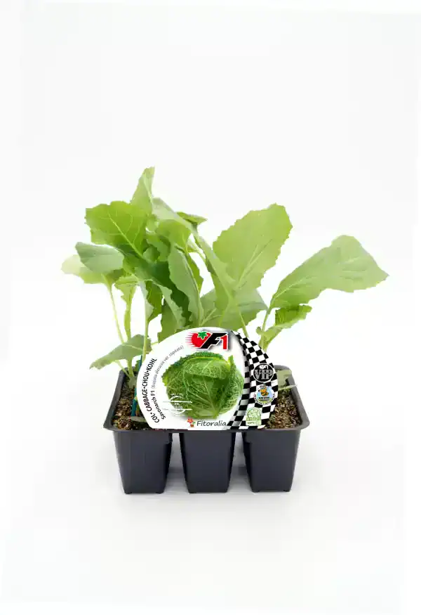 Jardín de col rizada ecológica en pequeña maceta, cultivo orgánico, producto natural, cultivo saludable, huerto urbano, semillas de calidad, agricultura sostenible, huerto.bio.