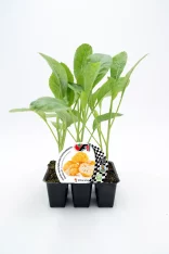 Jungla de brotes de coliflor ecológica en maceta con etiqueta de semillas de hortalizas orgánicas.