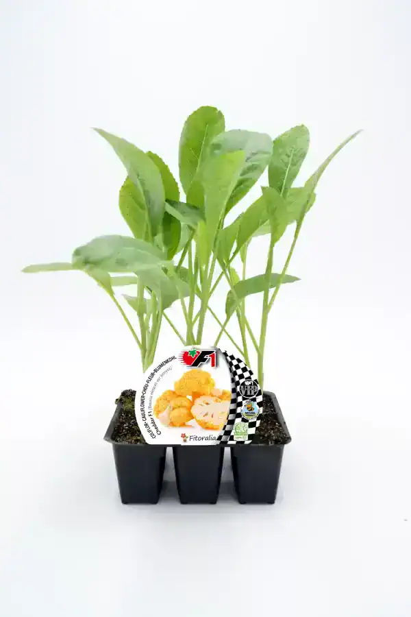 Jungla de brotes de coliflor ecológica en maceta con etiqueta de semillas de hortalizas orgánicas.