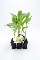 Plántula de coliflor ecológica en bandeja de cultivo para agricultura orgánica y huertos urbanos.