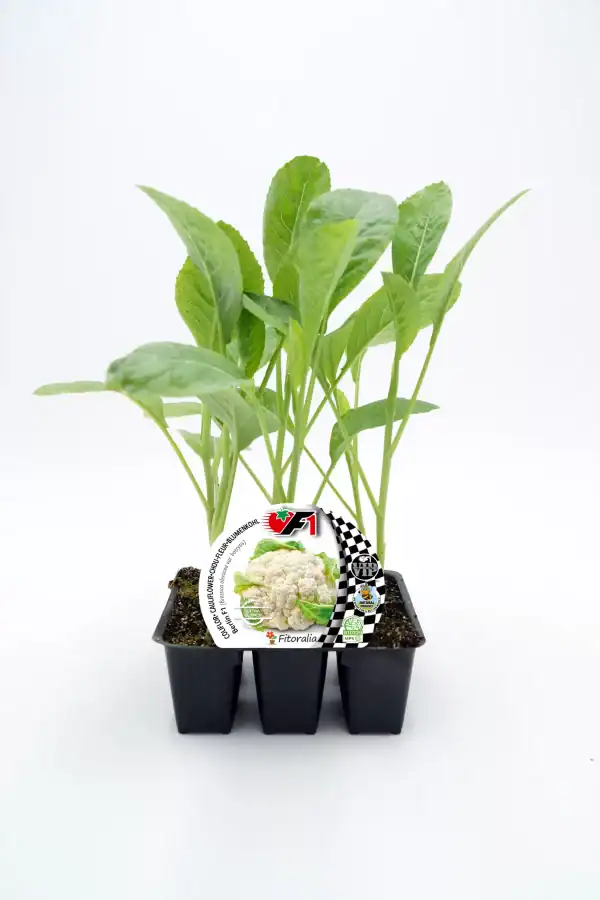 Plántula de coliflor ecológica en bandeja de cultivo para agricultura orgánica y huertos urbanos.