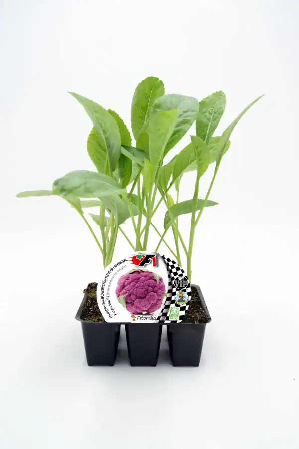 Verde, planta de coliflor púrpura orgánica en maceta con etiqueta de semillas de huerto bio, cultivo ecológico, vegano, ingredientes naturales para huertos caseros.