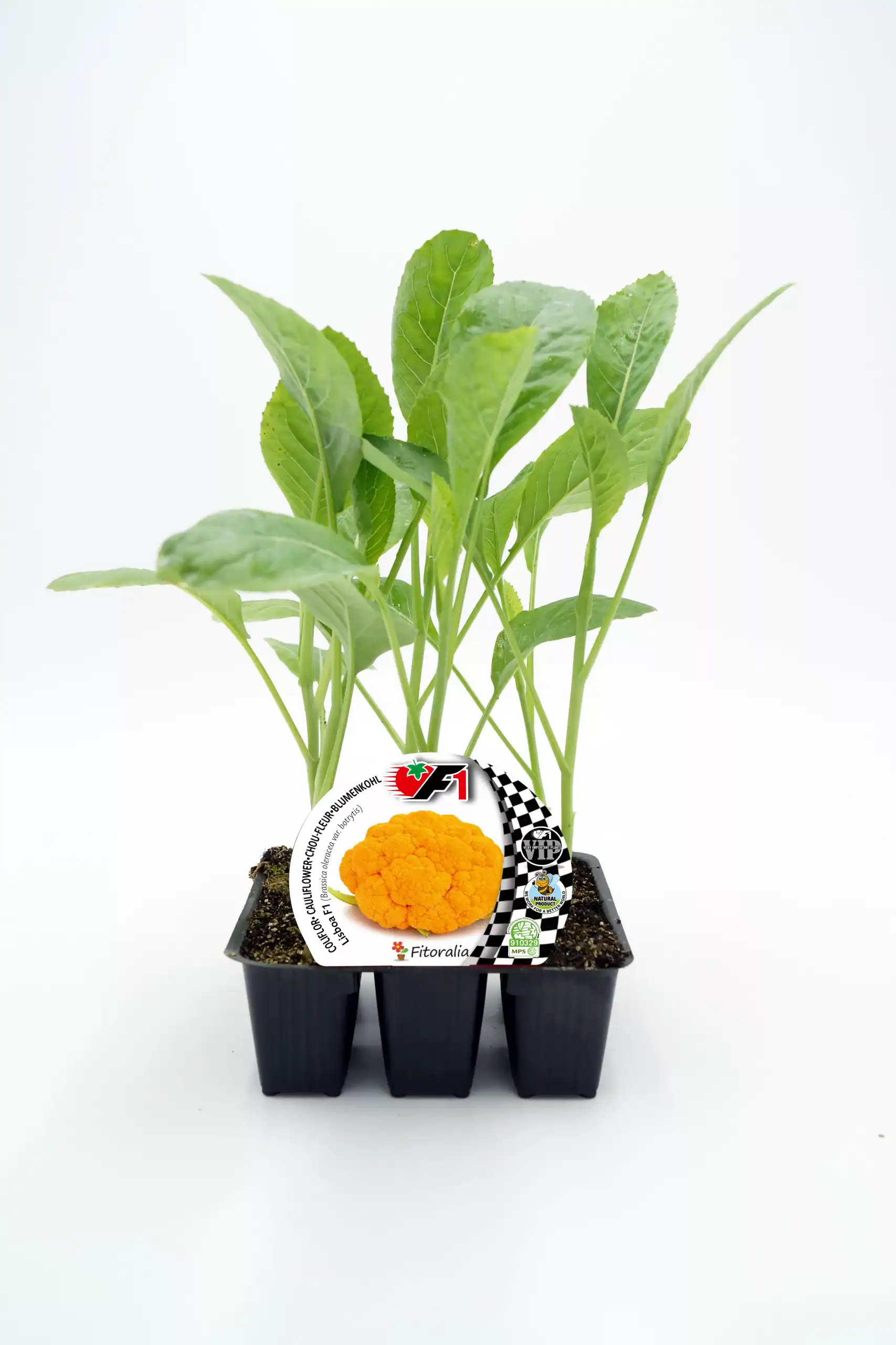 Hortaliza ecológica en menor tamaño con planta joven en maceta, ideal para cultivo casero y agricultura orgánica.