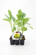 Joven brocoli cultivado en maceta, planta saludable y verde, lista para crecer en huerto ecológico.