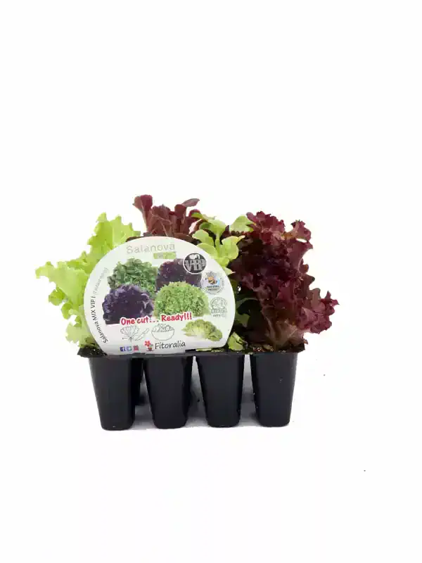 Jugos de lechuga variada en bandeja de cultivo hidropónico de Huerto.Bio.