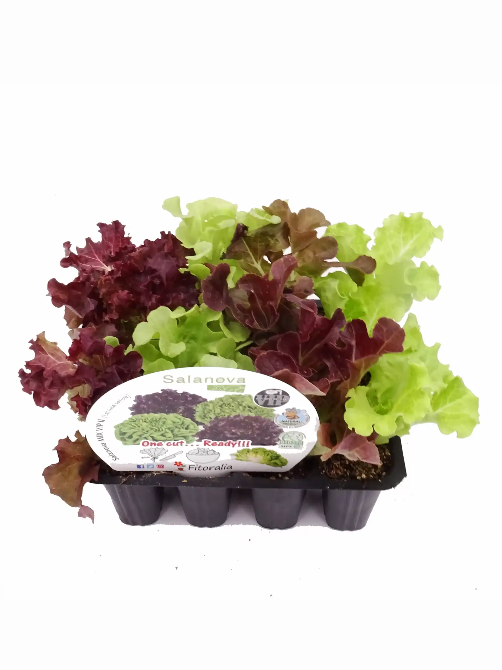 Jugos de lechuga variedad Salanova para cultivo hidropónico o en tierra, ideal para ensaladas frescas y saludables, con cultivo ecológico, de alta calidad y fácil cuidado.